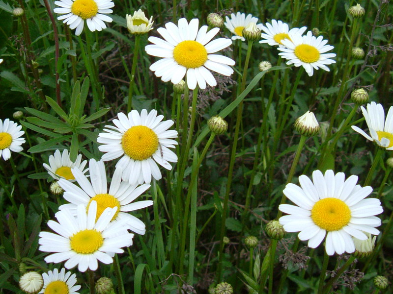 Margheritone - Leucanthemum vulgare